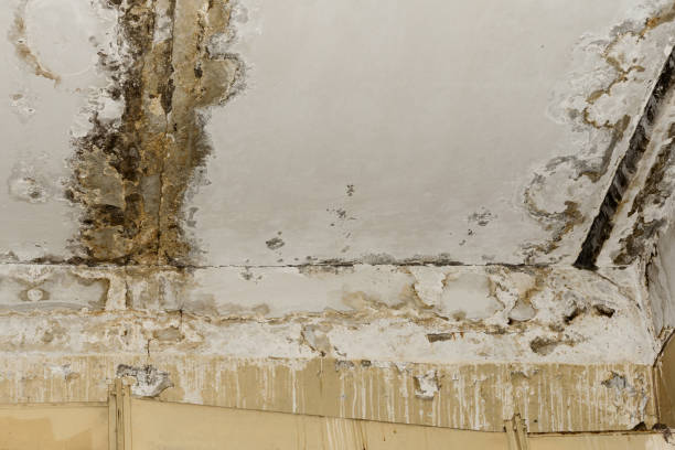 Best Emergency Mold Remediation  in Cheney, KS