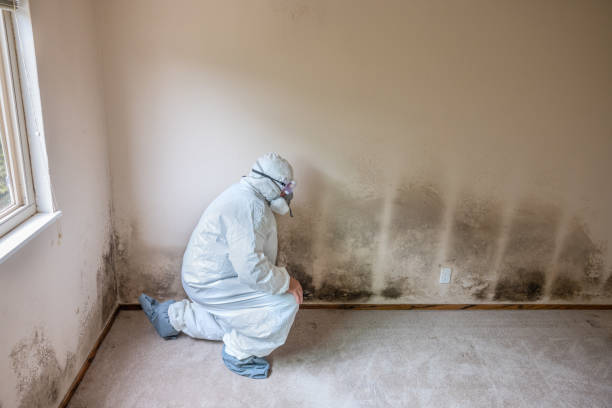 Best Basement Mold Removal  in Cheney, KS